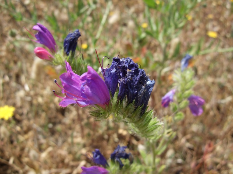 Anadalusien 2009 - 0081 